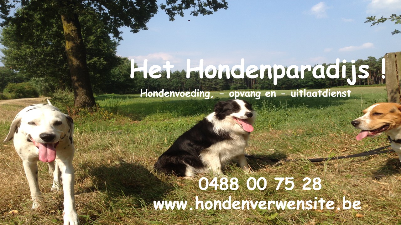 dierenhotels Oelegem Het Hondenparadijs