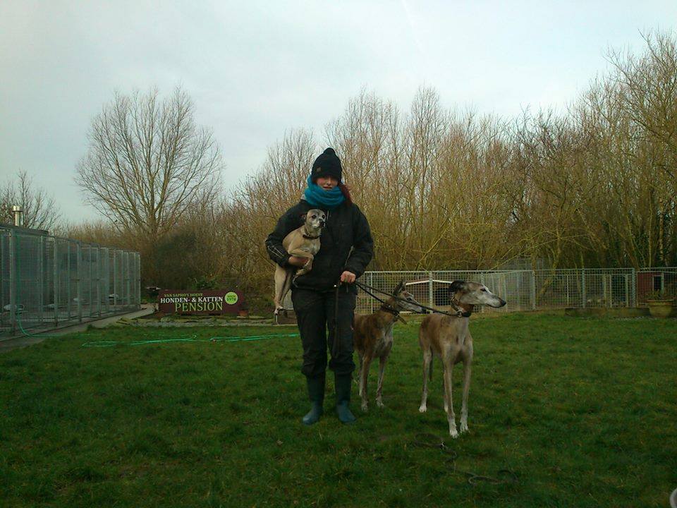 dierenhotels Ettelgem Honden-en kattenpension Van Sapho's Hoeve