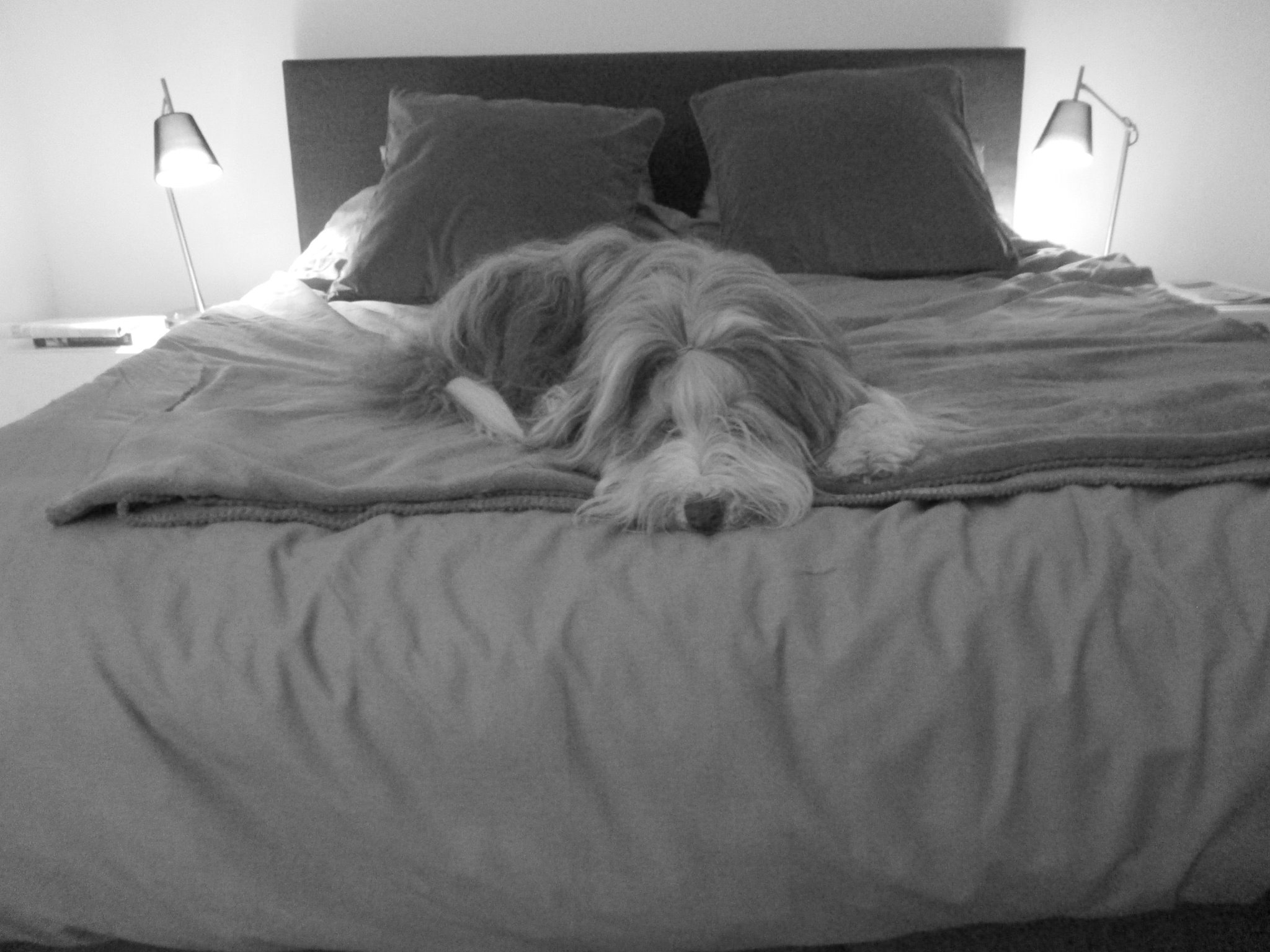 dierenhotels Oelegem Honderful gedragstherapie, coaching van hond & baasje