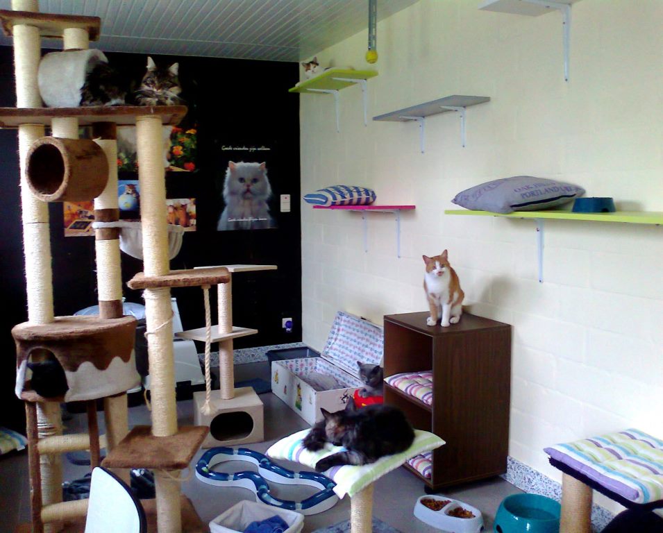 dierenhotels Evergem Kattendroom